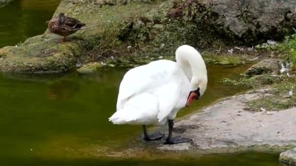 Mooie witte zwaan in de vijver. Hij zwemt en reinigt zichzelf. — Stockvideo