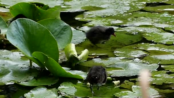 Watervogels uitgevoerd op de bladeren van Lily en eten. Slow Motion. — Stockvideo