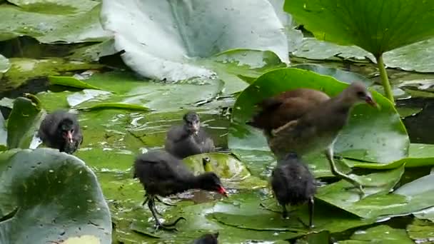 Water Birds Running on the Leaves of Lily and Eating (en inglés). Moción lenta . — Vídeos de Stock