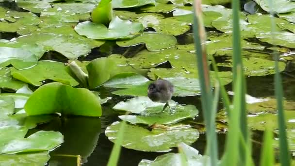 Oiseaux d'eau courant sur les feuilles de lys et mangeant . — Video