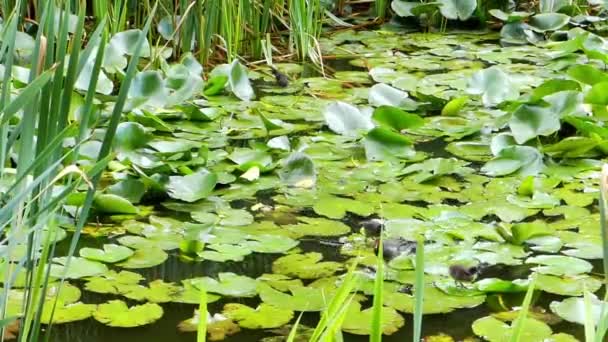 Oiseaux d'eau courant sur les feuilles de lys et mangeant . — Video