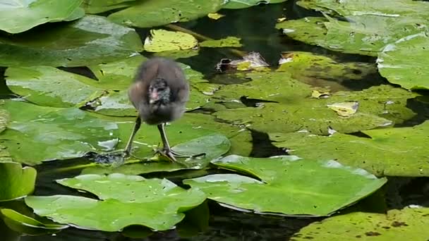 Aves acuáticas alimentando a pájaros pequeños en el Loto. Moción lenta . — Vídeos de Stock