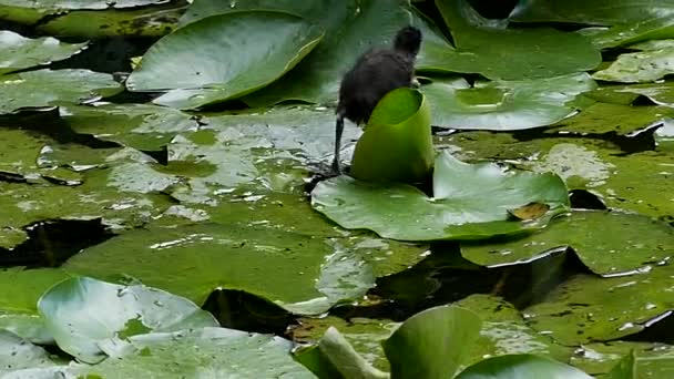 Vodní ptáci běží na listech Lily a jíst. Zpomalený pohyb. — Stock video