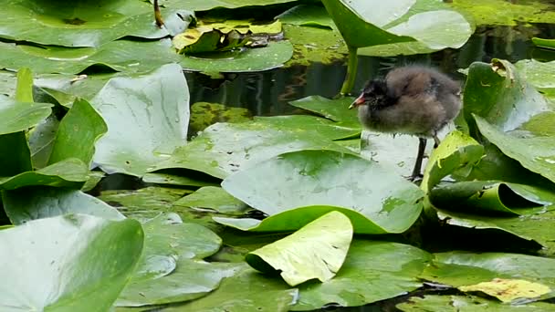 Ungen vattenfåglar stående på bladen på Lily. Talan i Slow Motion. — Stockvideo