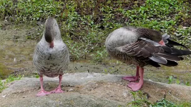 Zwei Wildgänse putzt. — Stockvideo