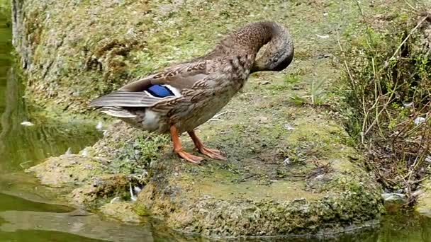 Duck in Slow Motion Cleans Her Feathers. — Stock Video