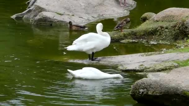 Dos cisnes blancos en el lago limpian su cuerpo . — Vídeos de Stock