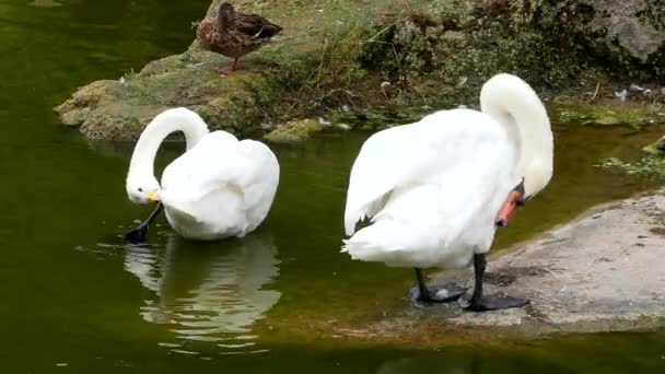 Два белых лебедя на озере очищают свое тело . — стоковое видео