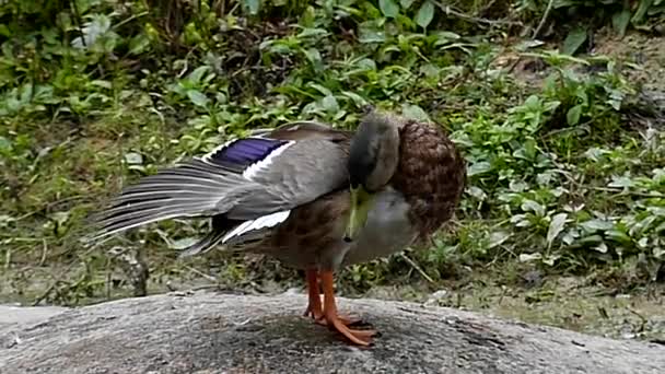 Duck in Slow Motion Cleans Her Feathers. — Stock Video