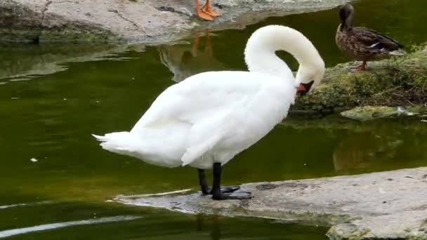 Gyönyörű Swan állani a kő, és tisztítsa meg a testét. — Stock videók