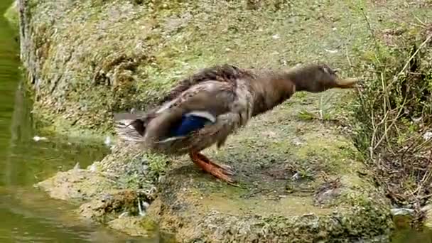 Funny Action: Duck in Slow Motion Shaking Body. — Stock Video