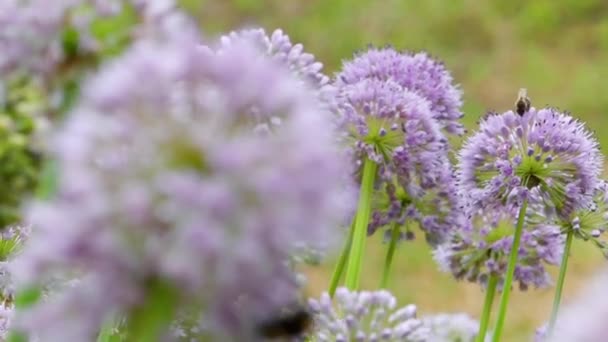 Les abeilles recueillent le nectar assis sur des fleurs violettes. Focus d'une fleur à l'autre . — Video