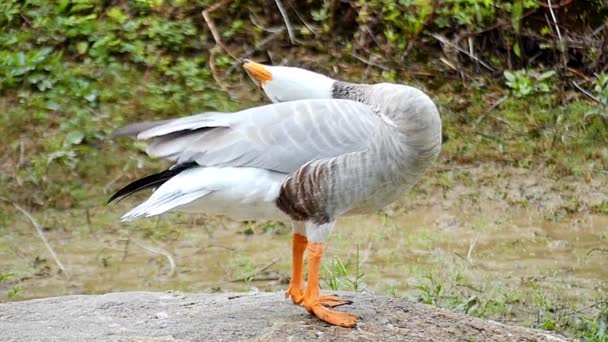 Schattig eend in Slow Motion, krijgen van een prachtig uitzicht. — Stockvideo