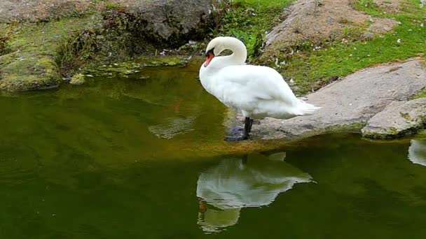 Hermoso cisne blanco Preening su cuerpo con su pico en cámara lenta . — Vídeos de Stock