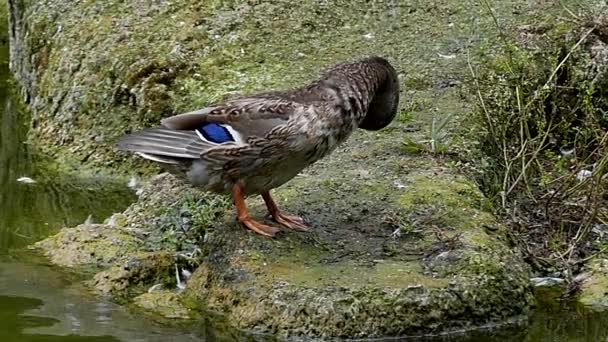 Canard au ralenti nettoie ses plumes . — Video