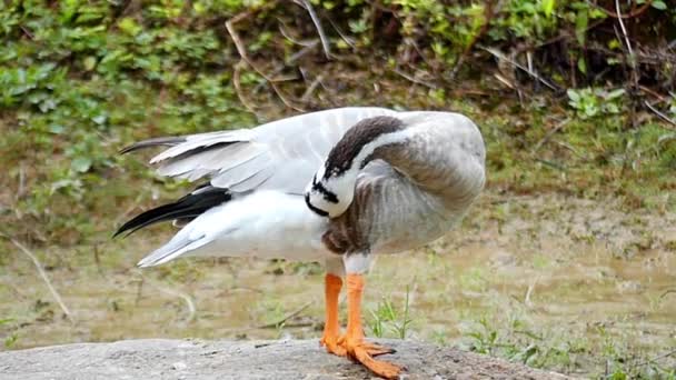 Schattig eend in Slow Motion, krijgen van een prachtig uitzicht. — Stockvideo