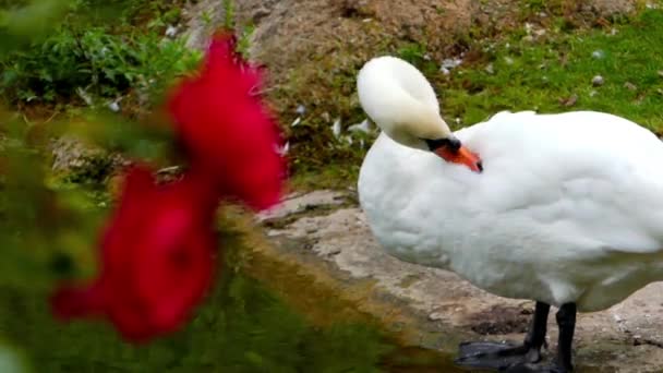 Bella Swan Preening le sue ali sullo sfondo. in primo piano una rosa rossa. nella cornice C'è un cambiamento di messa a fuoco . — Video Stock