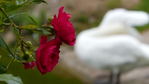 Hermoso cisne Preening sus alas en el fondo. en primer plano una rosa roja. en el marco Hay un cambio de enfoque . — Vídeos de Stock