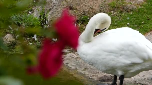 Cisne bonito Preening suas asas no fundo. em primeiro plano uma rosa vermelha. no quadro Há uma mudança de foco . — Vídeo de Stock