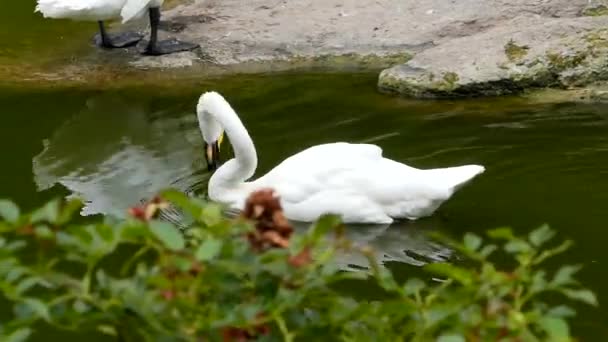 Piękny biały łabędź w stawie. Pływa, a czyści się. — Wideo stockowe