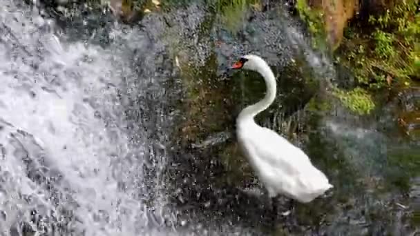 Cascada en el bosque, y el cisne blanco está mordisqueando la hierba . — Vídeo de stock