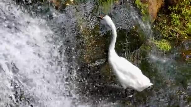 Vattenfall i skogen, och White Swan knapra gräset. — Stockvideo