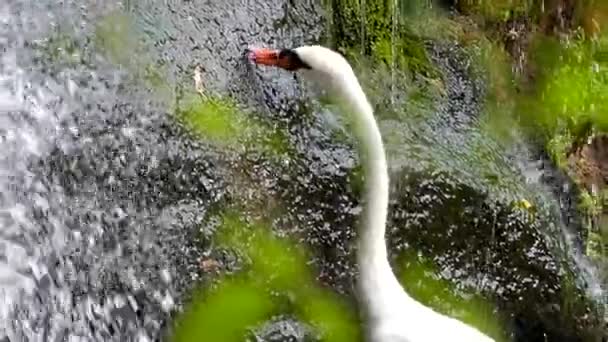 Vodopád v lese a White Swan je okusování trávu. Zaměření. — Stock video