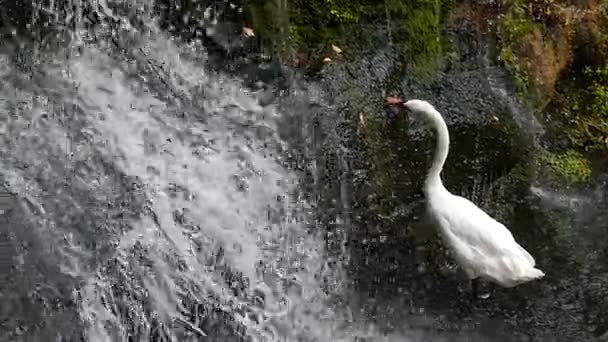 Cascata nella foresta, e il cigno bianco sta rosicchiando l'erba. Rallentatore . — Video Stock