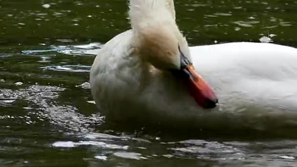 Cisne blanco se limpia en cámara lenta flotando en el estanque . — Vídeo de stock