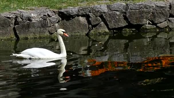 Bílá labuť na řece v pomalém pohybu. — Stock video