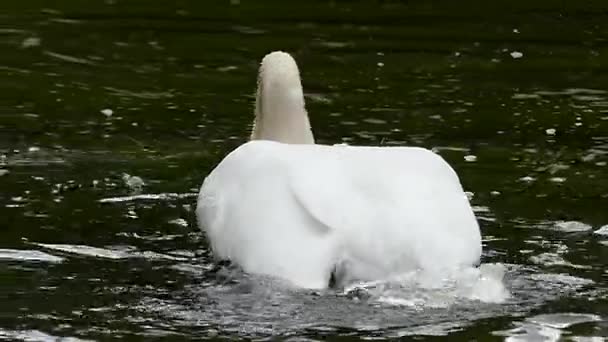 Incroyable cygne au ralenti. le col de cygne tire et plonge sous l'eau . — Video