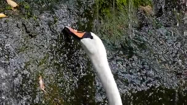 Az erdő, és a fehér hattyú vízesés is harapni a fű. Lassú mozgás. — Stock videók