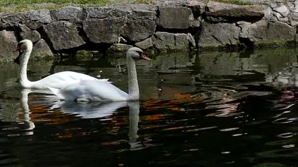 Twee witte zwanen zwemmen in de vijver. — Stockvideo