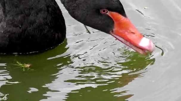 Black Swan поедает грасс на поверхности озера в медленном движении . — стоковое видео