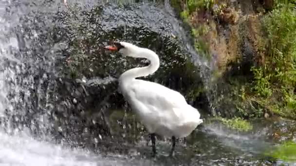 Cascata nella foresta, e il cigno bianco sta rosicchiando l'erba . — Video Stock