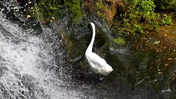 Cascata nella foresta, e il cigno bianco sta rosicchiando l'erba. Rallentatore . — Video Stock