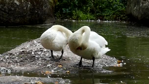 Weiße Schwäne schwingen ihre Flügel in Zeitlupe auf dem See. — Stockvideo