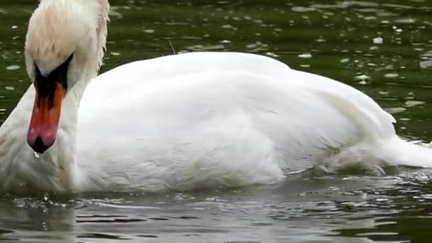Fehér hattyú tisztítja a lassú mozgás, lebeg a tó. — Stock videók