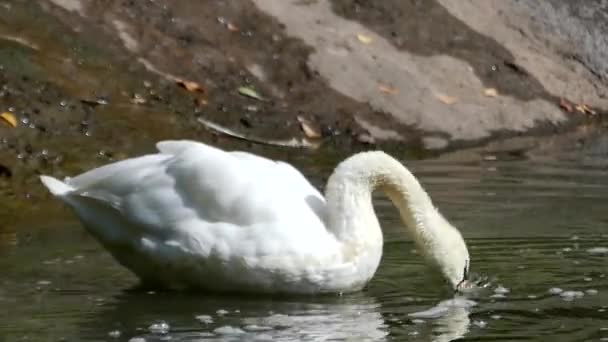 Witte Zwaan op het drinkwater van Lake. — Stockvideo