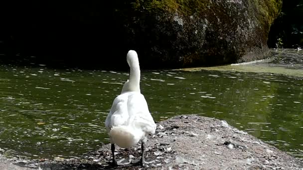 White Swan медленно очищает Ицхака . — стоковое видео