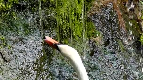 Waterfall in the Forest, and the White Swan is Nibbling the Grass. Slow Motion. — Stock Video