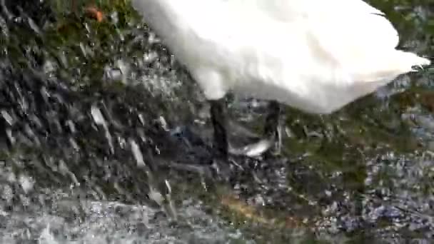 Wasserfall im Wald, und der weiße Schwan knabbert am Gras. Zeitlupe. — Stockvideo