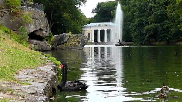 Дві чорні лебеді витончено плавання в озері. — стокове відео