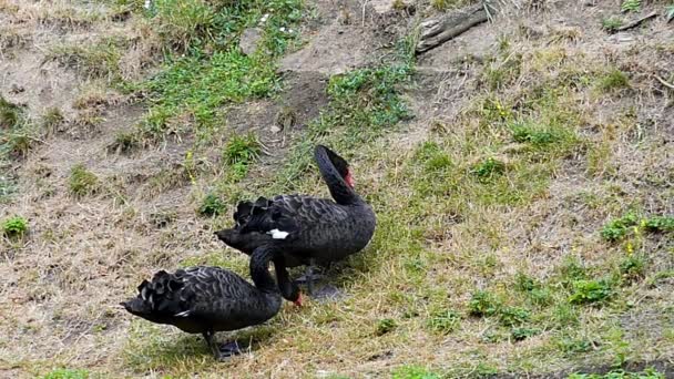 Twee zwarte zwanen eten gras aan de oever van het meer. Slow Motion. — Stockvideo