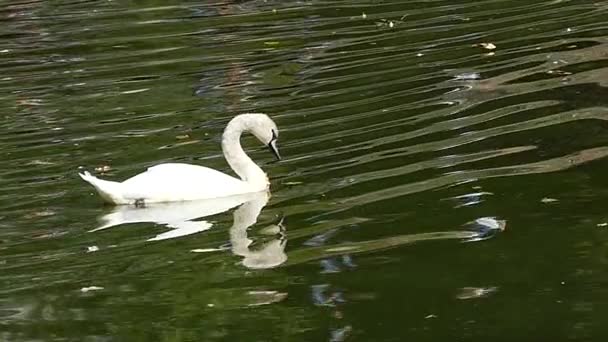 Beyaz Kuğu ağır çekimde Nehri üzerinde kayar. — Stok video