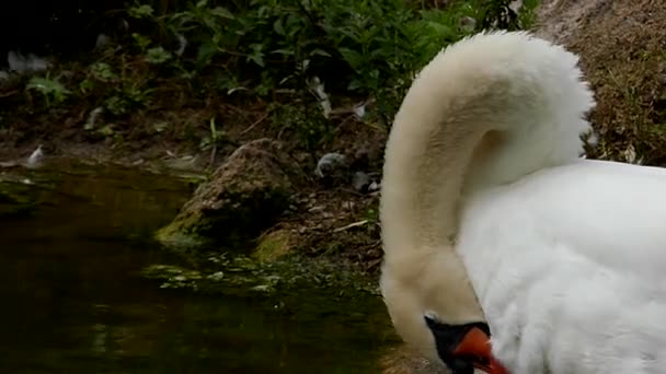 Hermoso cisne blanco Preening su cuerpo con su pico en cámara lenta . — Vídeos de Stock