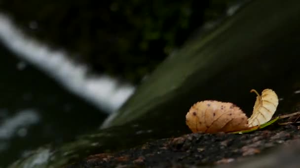 The Leaves in the Foreground in Focus, and the Mountain River Flowing in the Background Out of Focus. — Stock Video