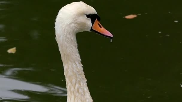 Piękny ptak biały łabędzia pływanie w stawie. Głowę biały łabędź z bliska. — Wideo stockowe
