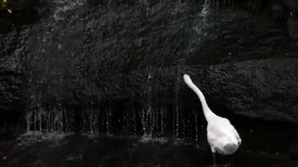 Cisne Branco e Cachoeira . — Vídeo de Stock