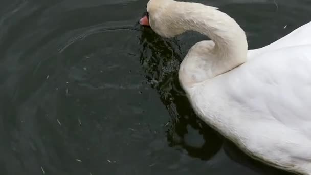 ホワイト スワンがスローモーションで食べる。池の中のショットを閉じる. — ストック動画